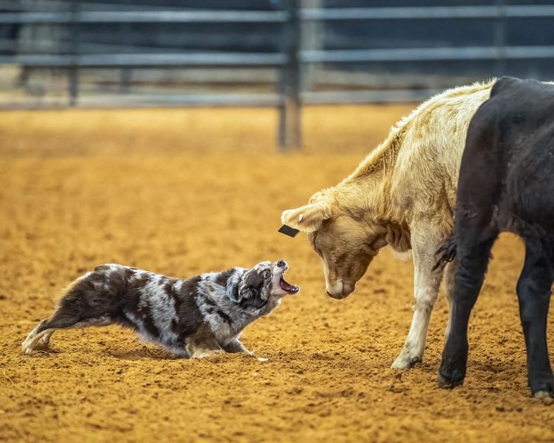 Australian Cattle Dog