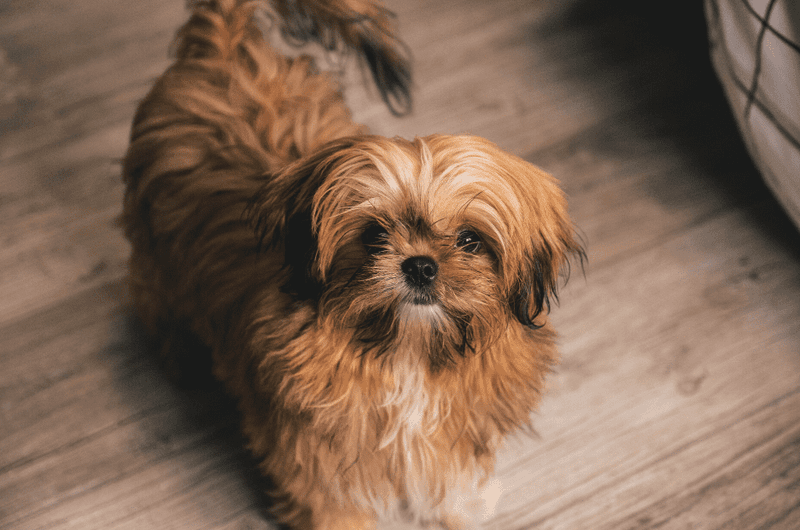 Shih Tzu: Royal Lap Dogs with Abbreviated Reigns