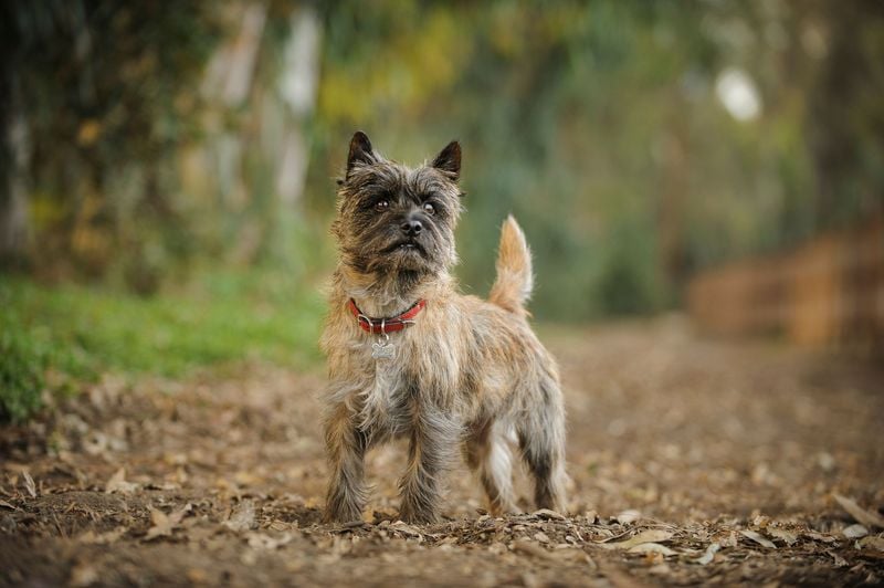 Terriers Are Always Nippy and Irritable