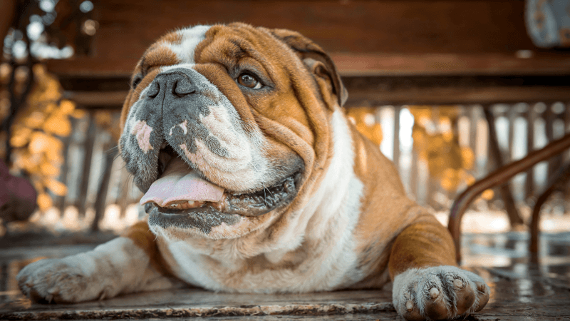 Bulldog: The Gentle Tough Guy