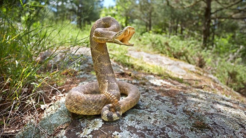 Snakes (e.g., Rattlesnakes, Copperheads)