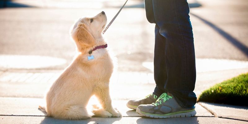 Leash Walking
