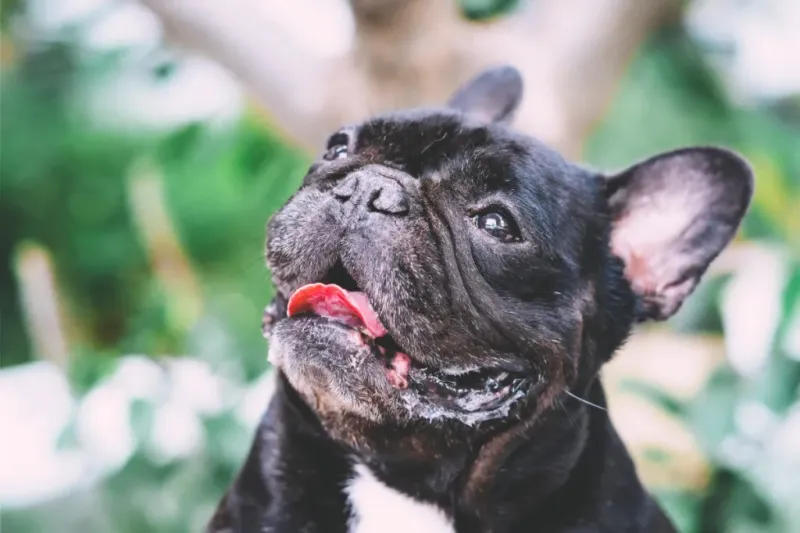 Bulldogs (English & French)