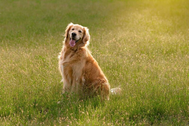 Golden Retriever: The Sunshine Companion