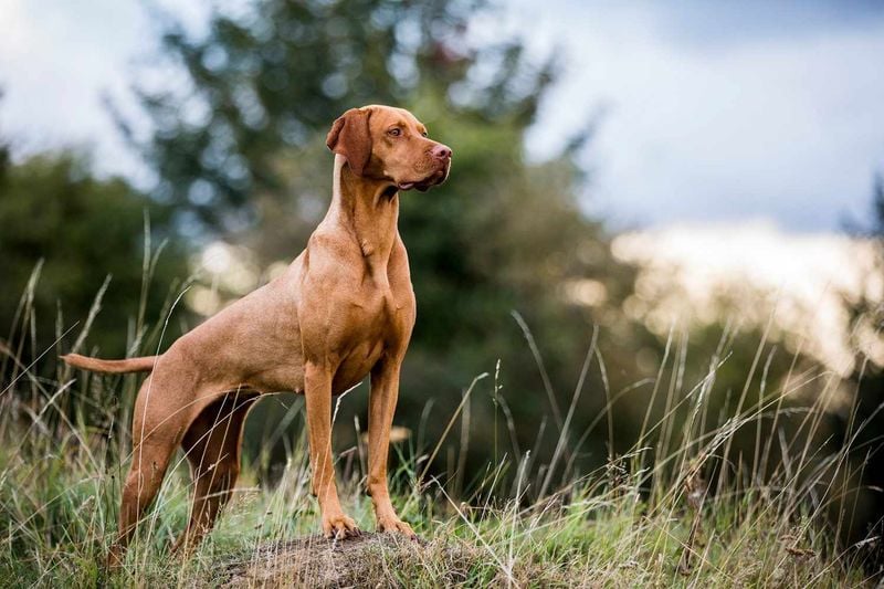 Vizsla: The Velcro Hunting Machine