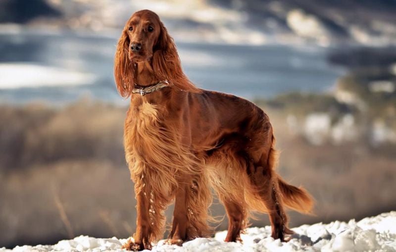 Irish Setter: The Elegant Scent Finder