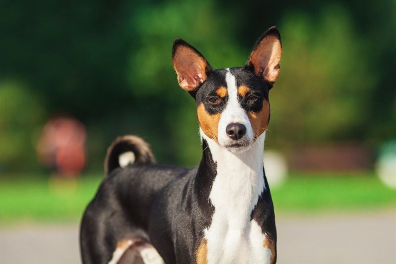 Basenji: The Barkless Wonder