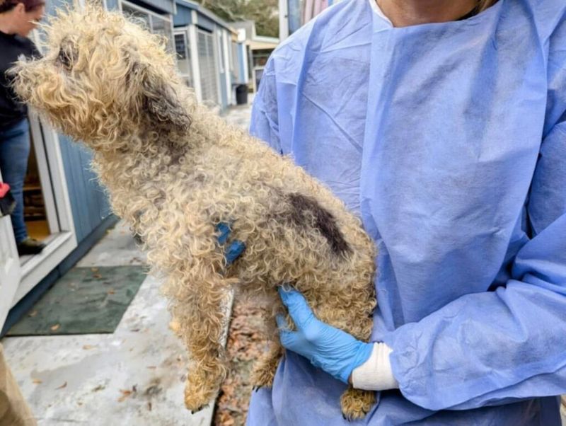 Ignoring Veterinary Care