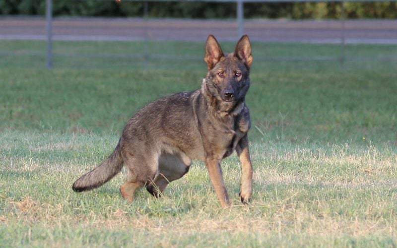 German Shepherd (working lines)