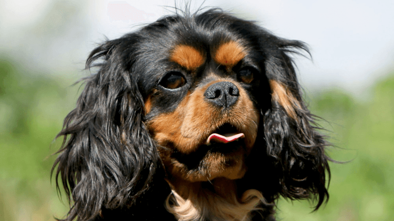 Cavalier King Charles Spaniel: The Royal Emotion Companion