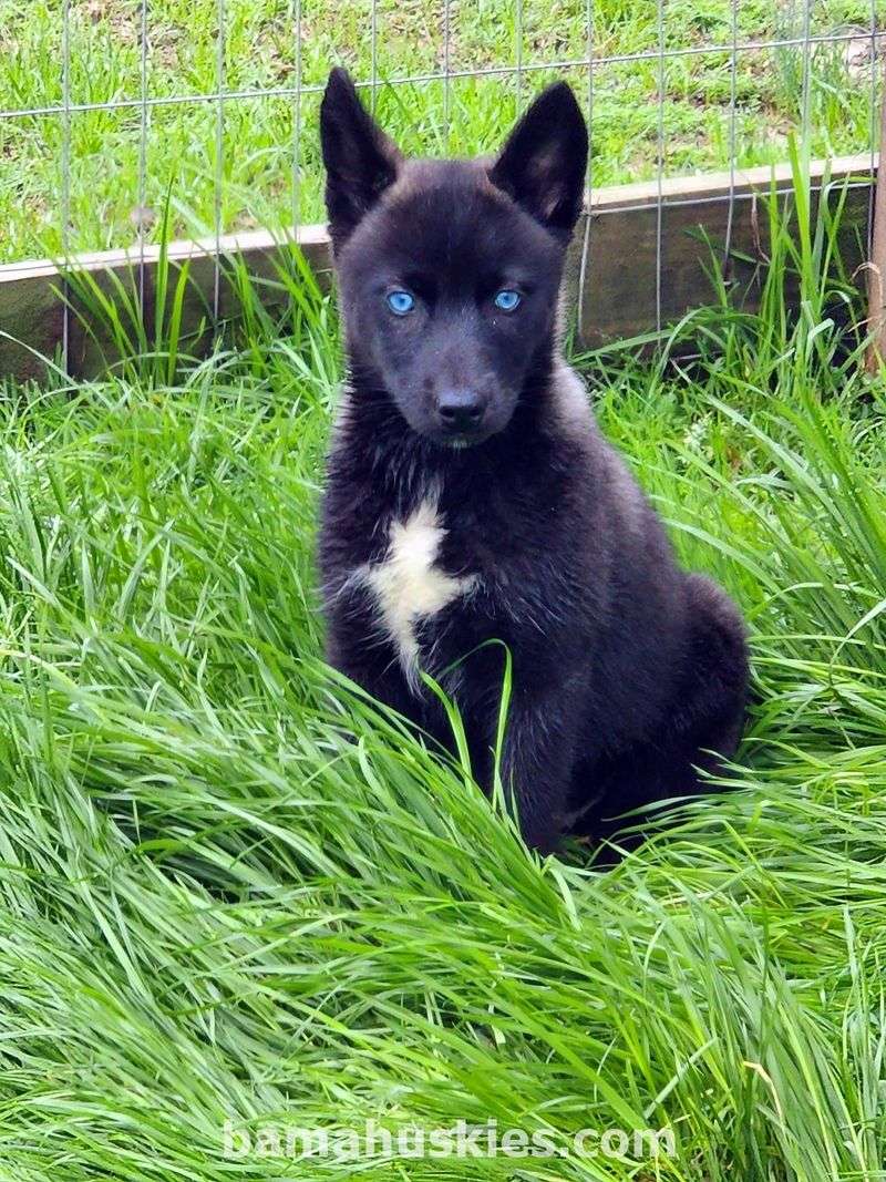 Black Siberian Husky