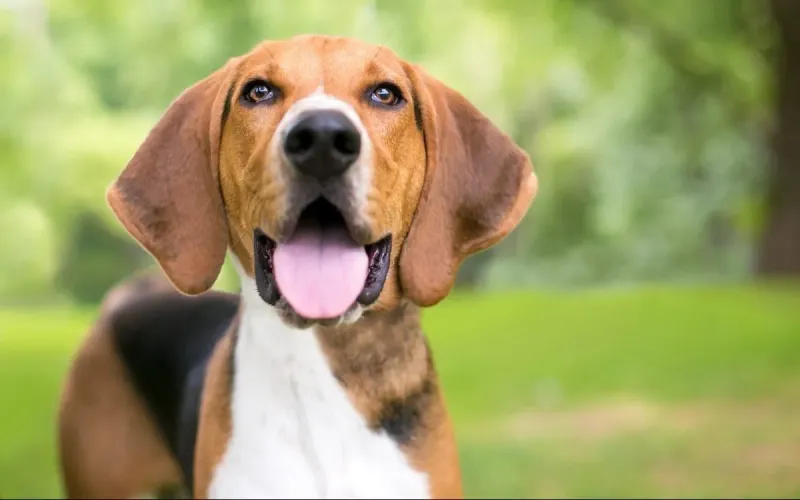 American Foxhound