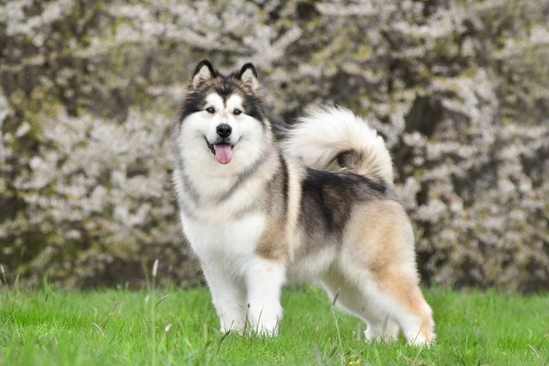 Alaskan Malamute: Fluffy Social Butterflies