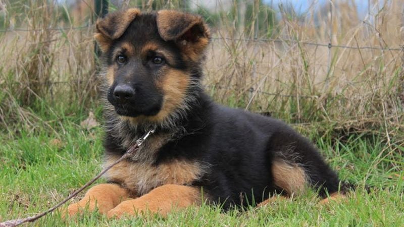 Not Actually a Purebred Variety