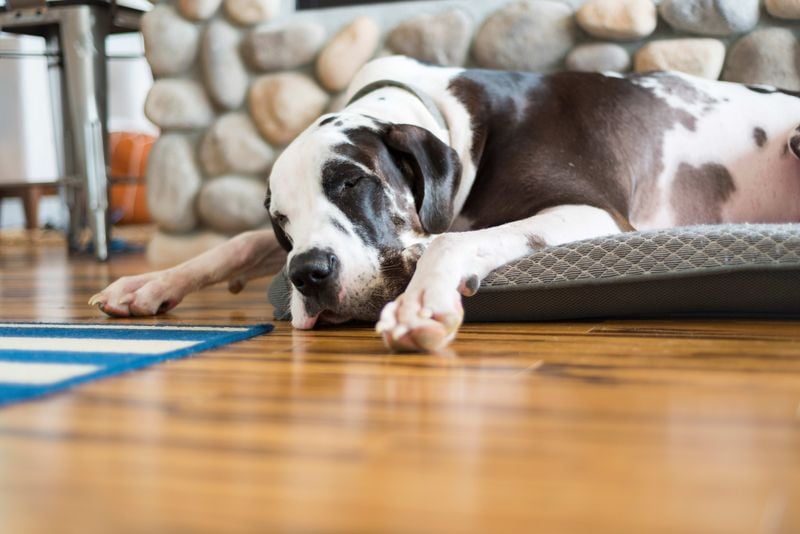 Great Dane: Gentle Giant Blankets