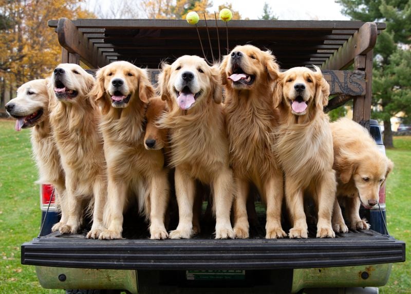 Golden Retriever
