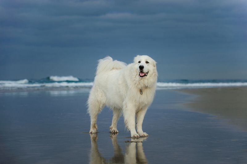 Great Pyrenees