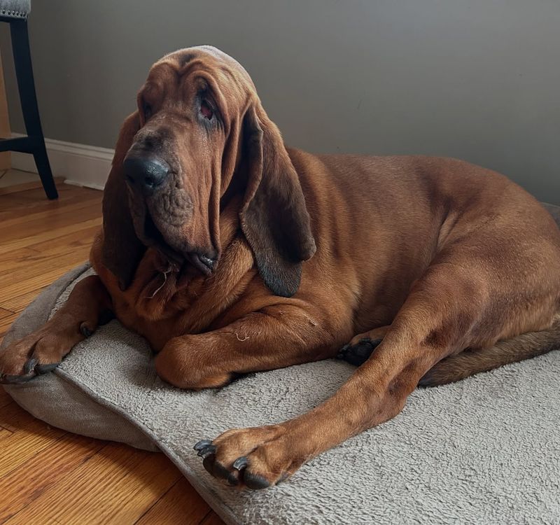 Bloodhound's Scent-sational Smell