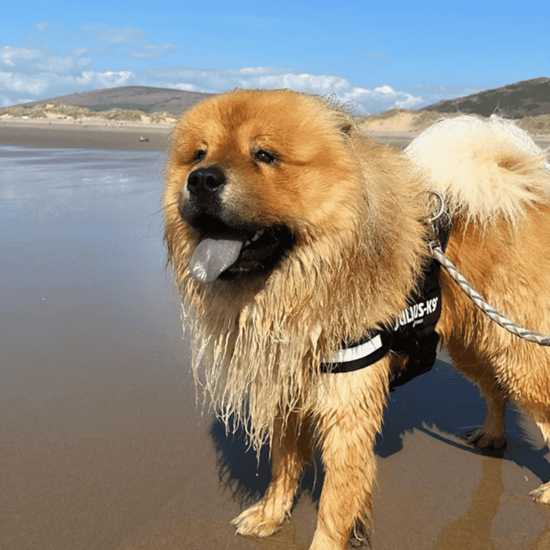 Chow Chows