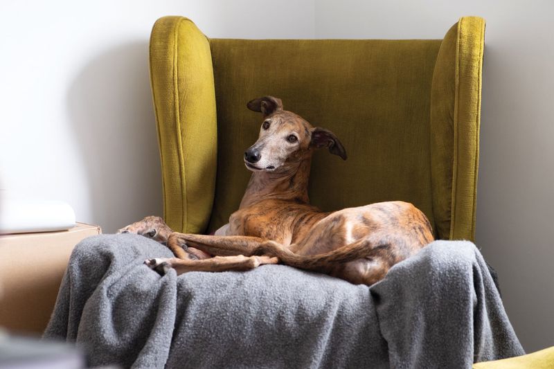 Greyhounds: The Speedy Couch Potatoes