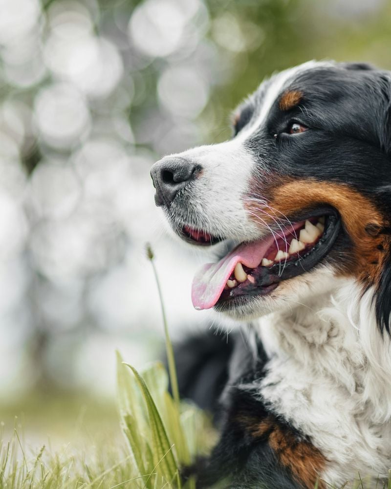 Bernese Mountain Dogs