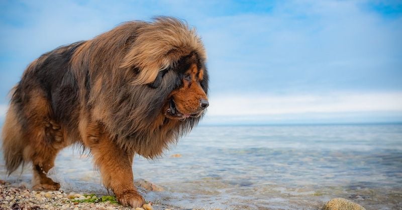Tibetan Mastiff: Ancient Guardian of the Himalayas