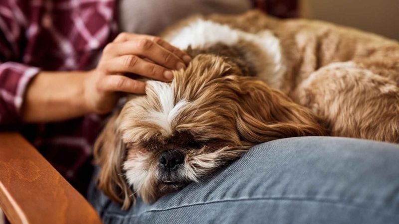 Shih Tzu: The Imperial Pillow Pal