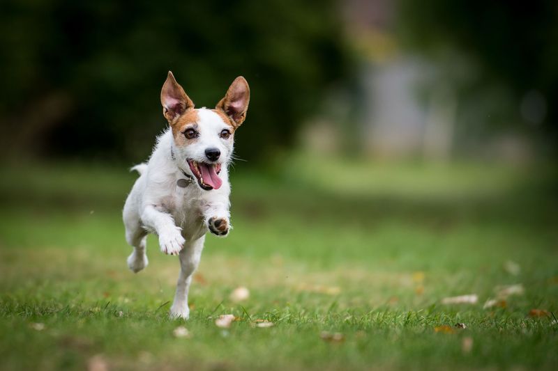 Jack Russell Terrier: Energetic Workoholics