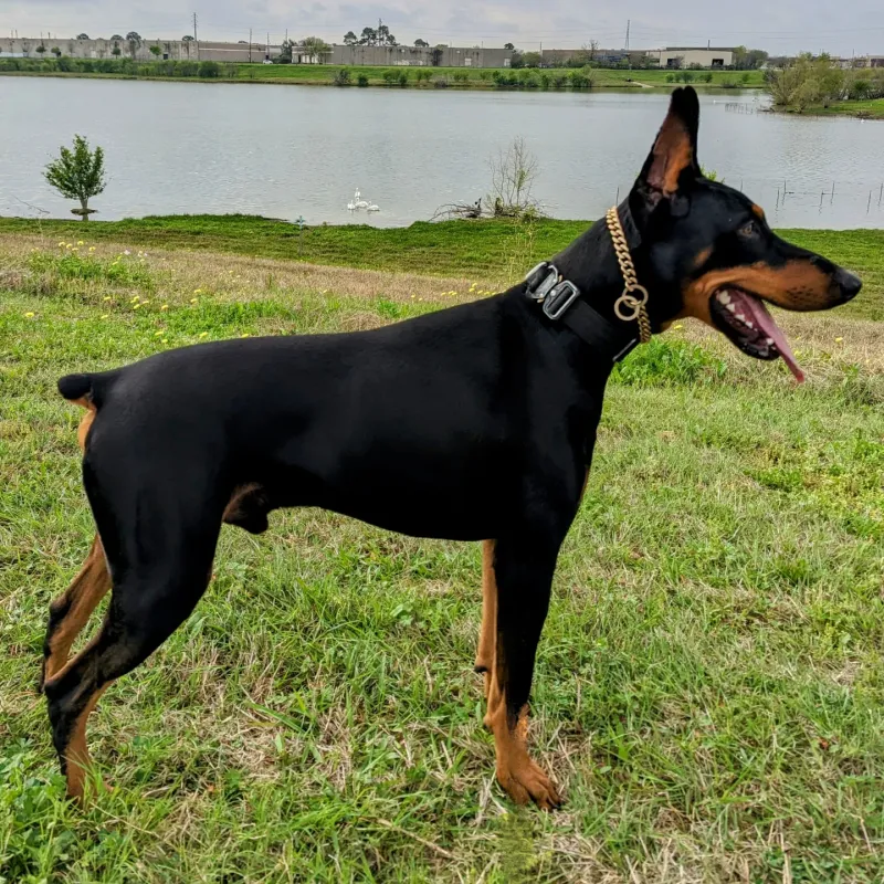 Doberman Pinscher