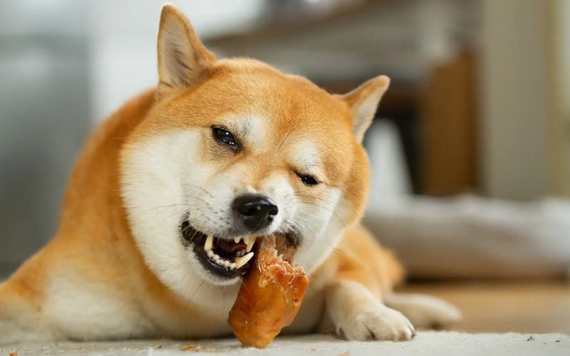 Offer healthy treats and chews