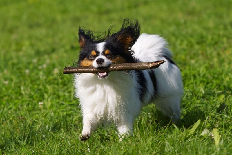 Papillon
