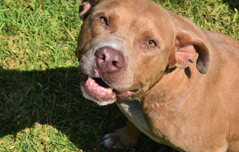 Pit Bull Terrier