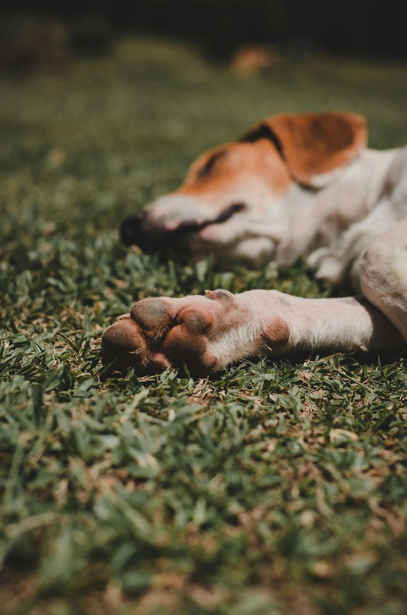 Decreased Enthusiasm for Walks