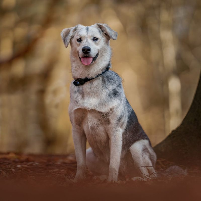 Mixed Breed Dogs