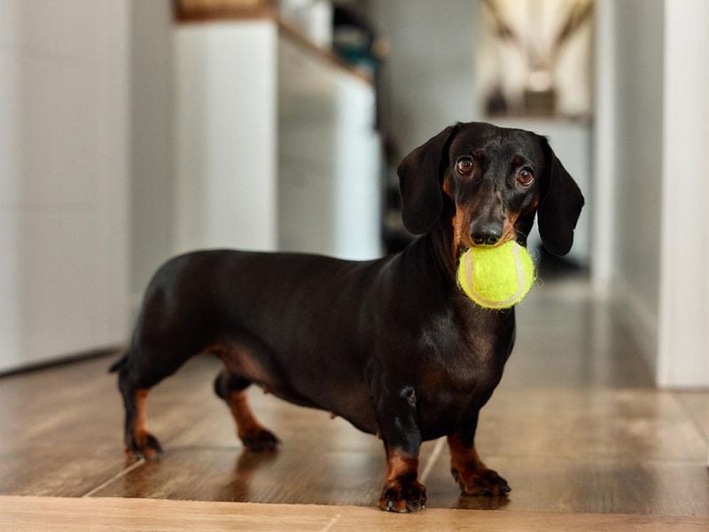 Dachshund