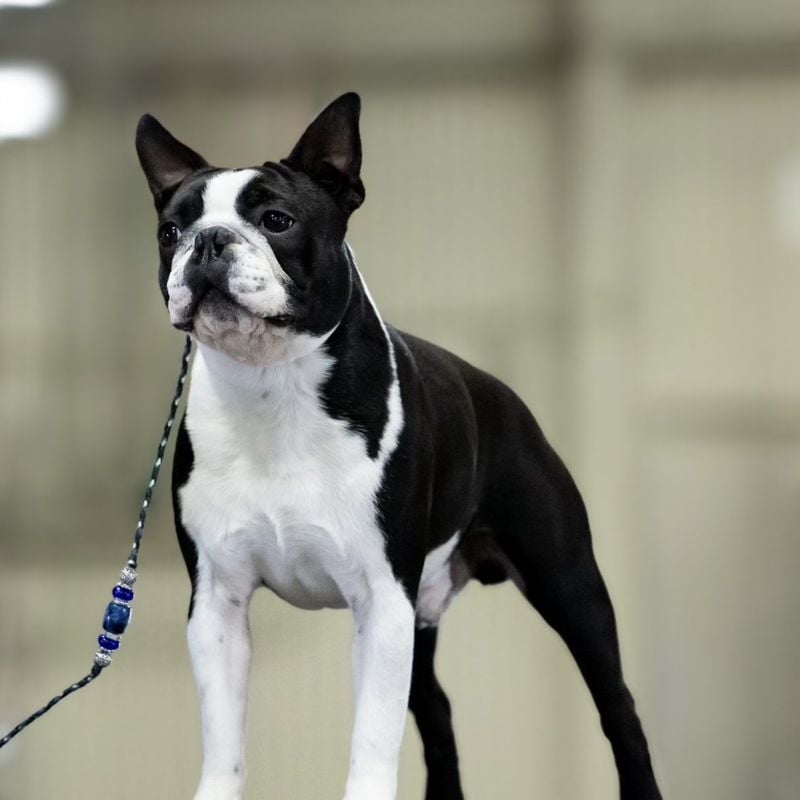 Boston Terrier (Large Specimens)