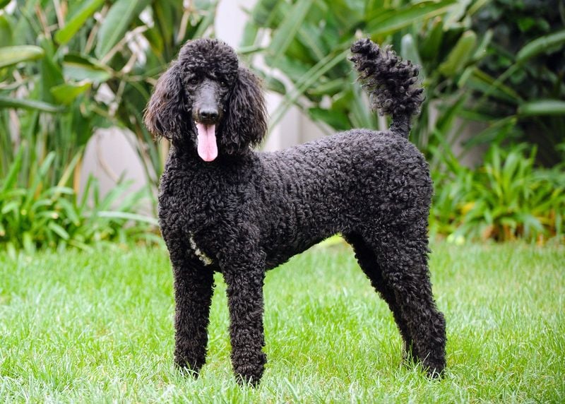 Poodle: The Brilliant Problem-Solver