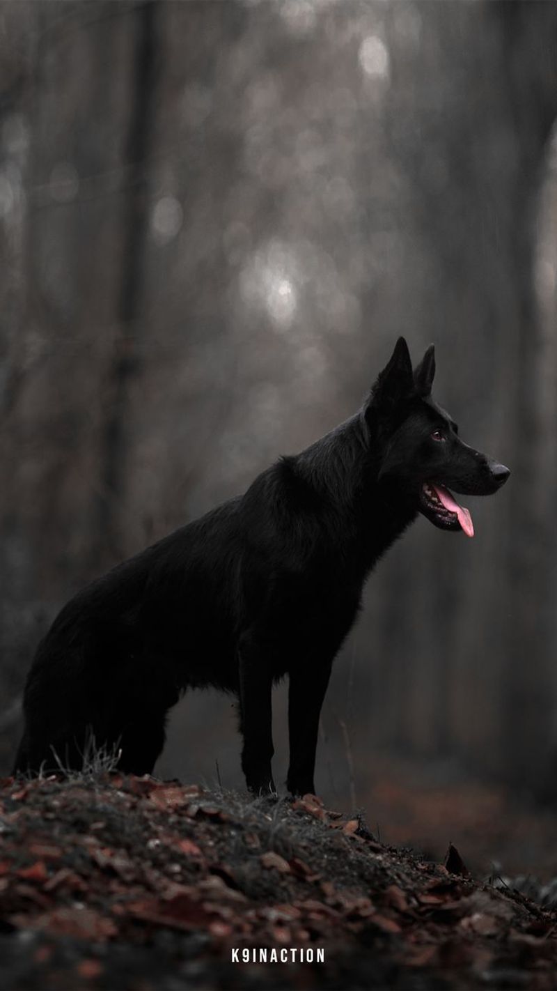 They Look Like Majestic Wolves