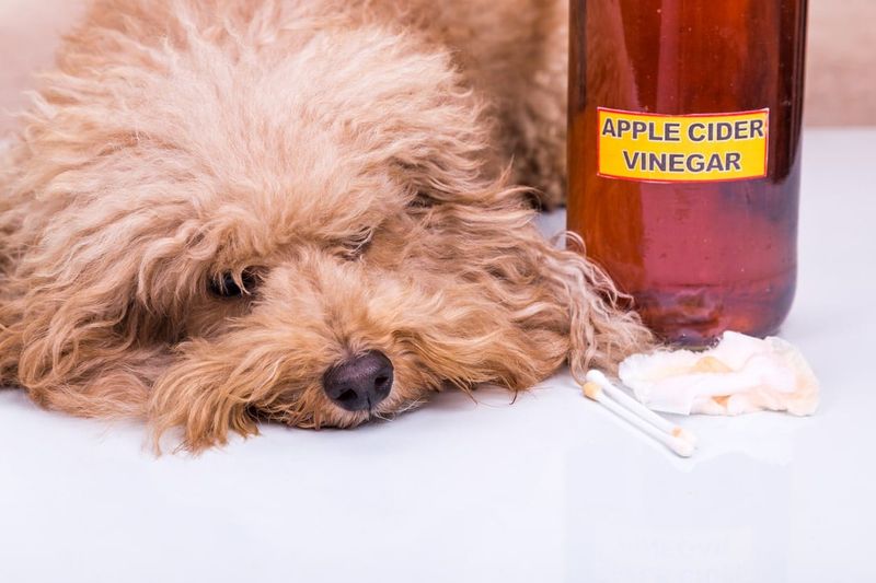 Vinegar's Sharp Scent Bothers Sensitive Noses