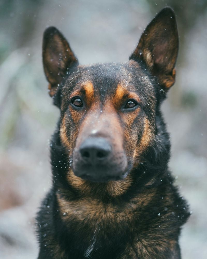 Malinois X (Belgian Malinois mix)