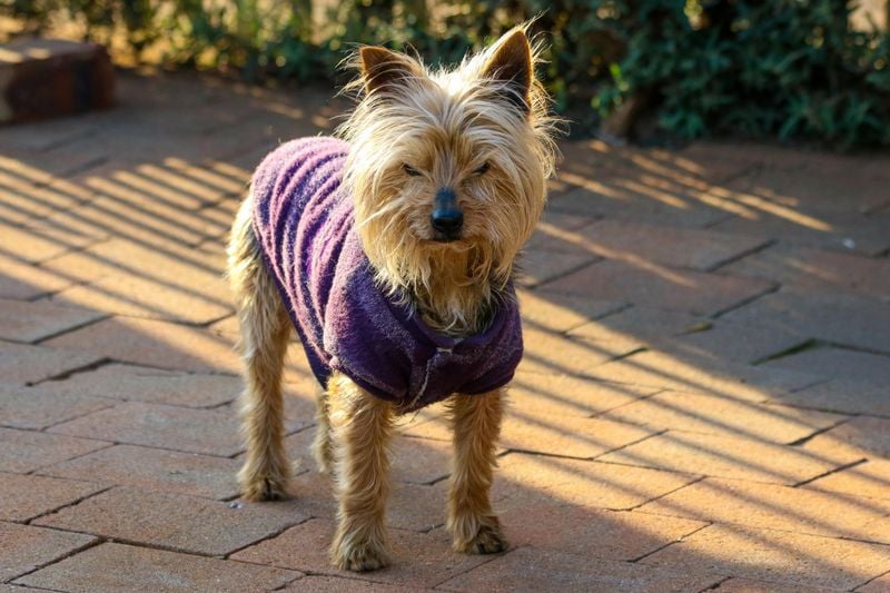 Yorkshire Terrier