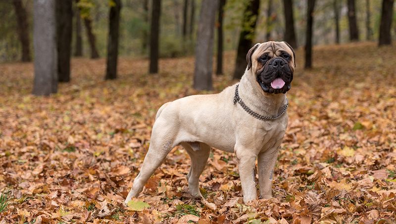Bullmastiff: Gentle Giants With Protective Instincts