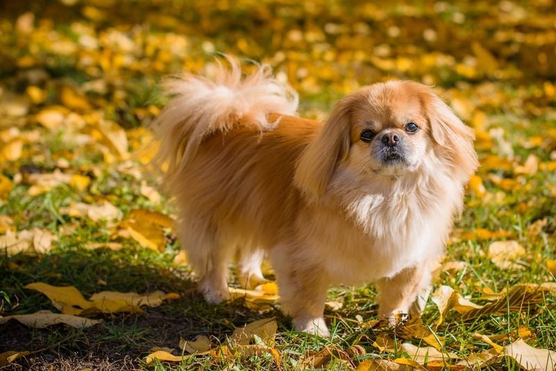 Pekingese: The Royal Relaxer
