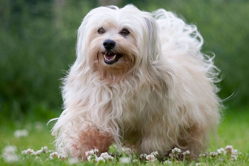 Havanese: The Silky-Coated Velcro Dog