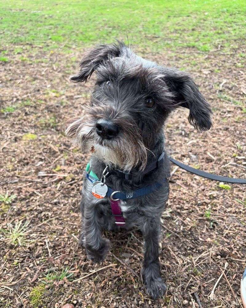 Miniature Schnauzers