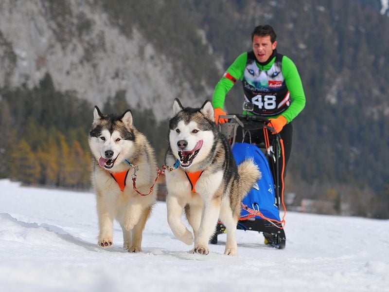 Alaskan Malamute