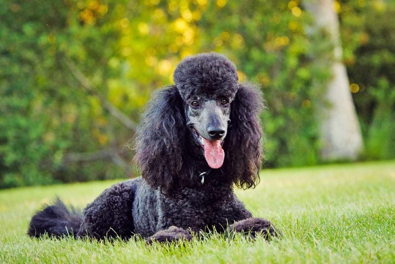Standard Poodle: The Elegant Intellectual