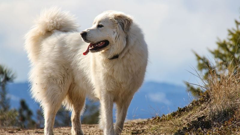 Great Pyrenees: The Majestic Guardian Angels