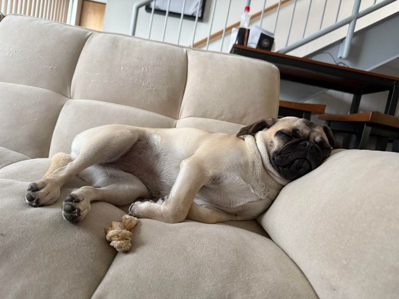 Pug: Professional Snuggle Specialists