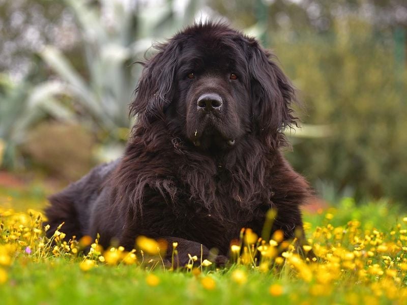 Newfoundlands: Water Rescue Heroes